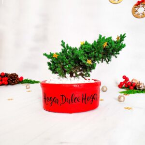 Bonsái Pino Navidad
