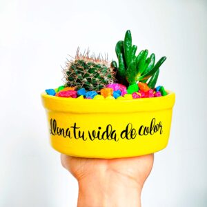 Mini jardín - cactus y suculentas