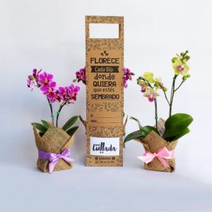 Orquídea Natural